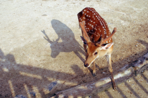 deer