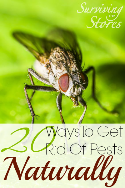 How To Get Rid Of Pests Naturally!