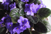 African Violet