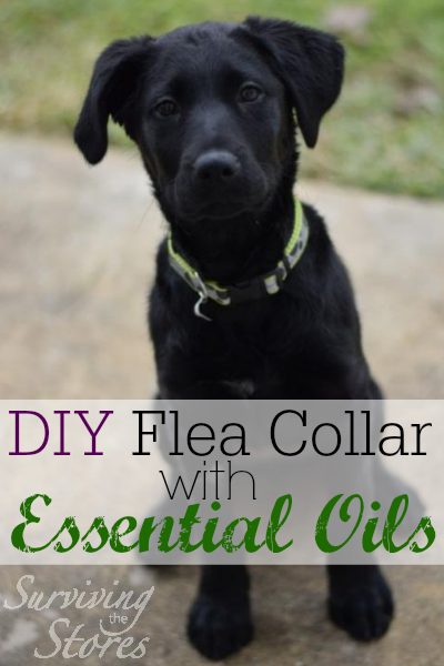 DIY Flea Collar Essential Oils