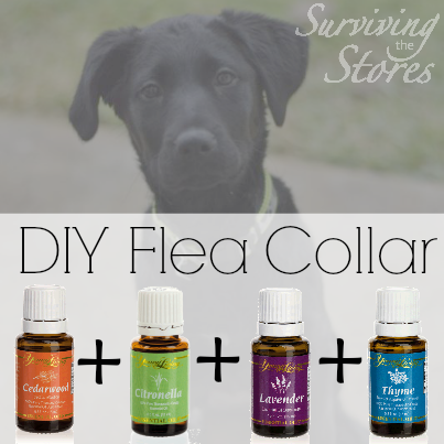 DIY Flea Collar With Essential Oils